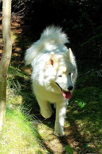 Samoyed