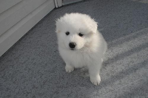 Samoyed