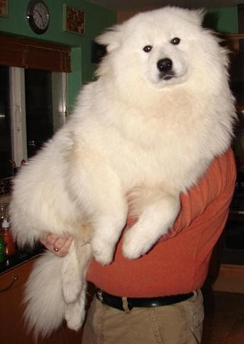 Samoyed