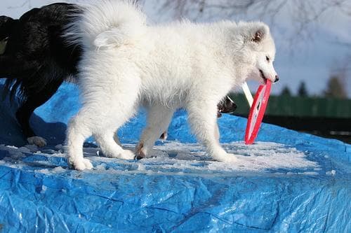 Samoyed