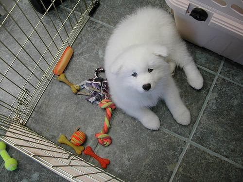 Samoyed