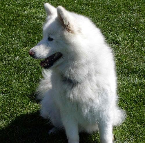 Samoyed