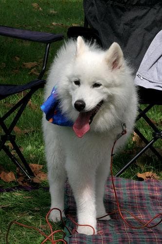 Samoyed