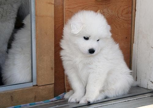 Samoyed
