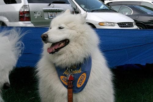 Samoyed