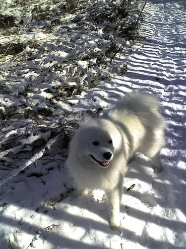 Samoyed