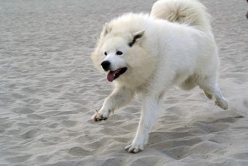 Samoyed