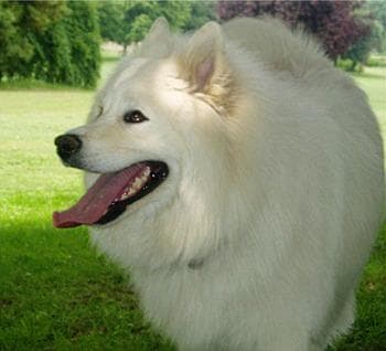 Samoyed