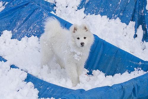 Samoyed