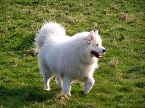 Samoyed