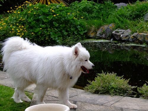 Samoyed