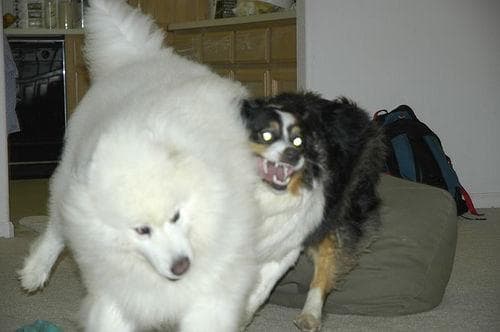Samoyed