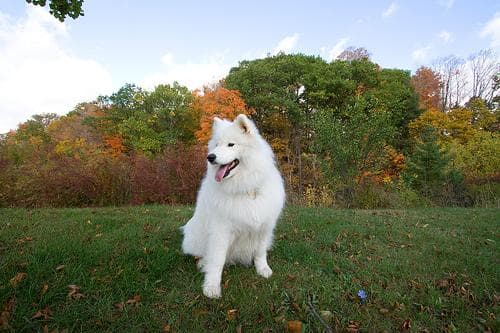 Samoyed