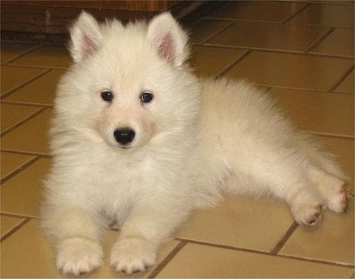 Samoyed