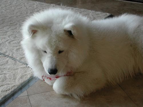 Samoyed