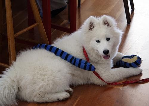 Samoyed