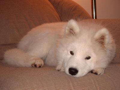 Samoyed