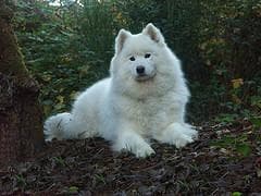 Samoyed