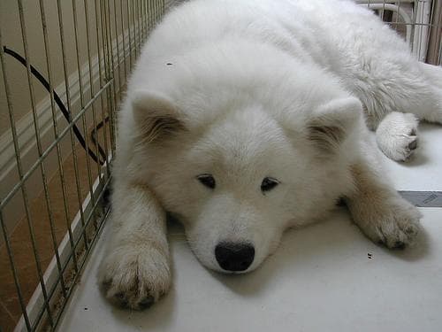 Samoyed