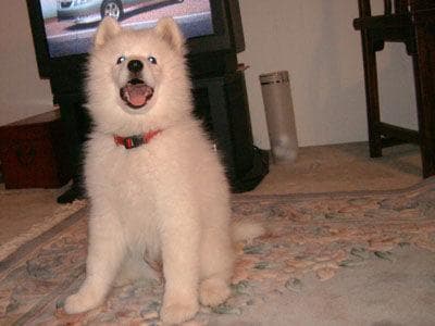 Samoyed