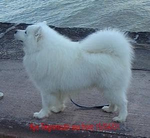 Samoyed