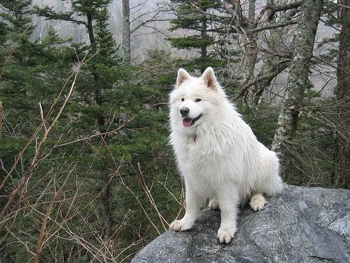 Samoyed