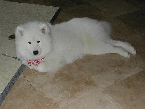 Samoyed