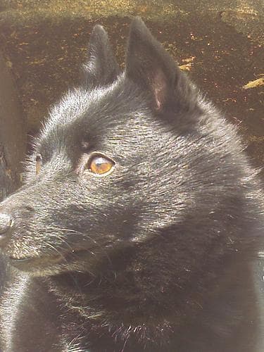 Schipperke