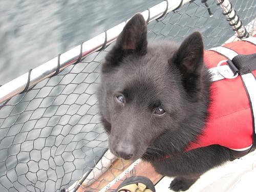 Schipperke