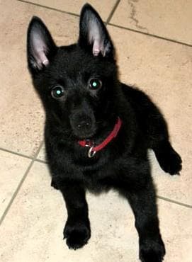 Schipperke