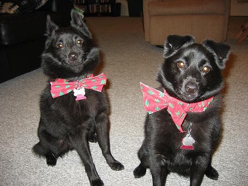 Schipperke