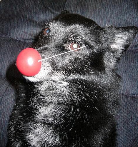 Schipperke