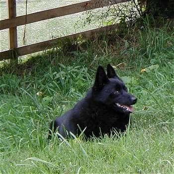 Schipperke
