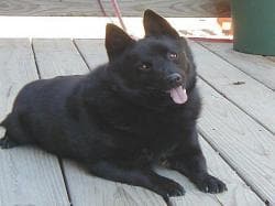 Schipperke