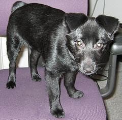 Schipperke