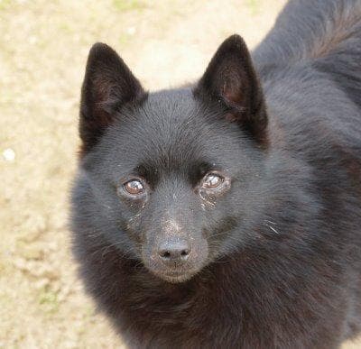 Schipperke