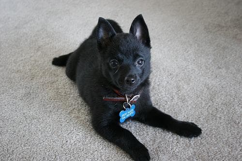 Schipperke