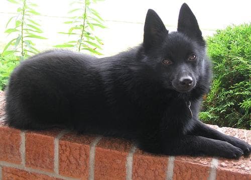 Schipperke
