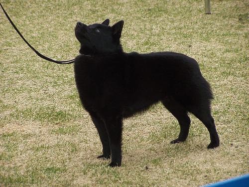 Schipperke