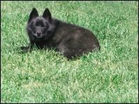 Schipperke