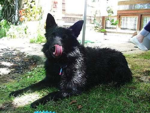 Schipperke