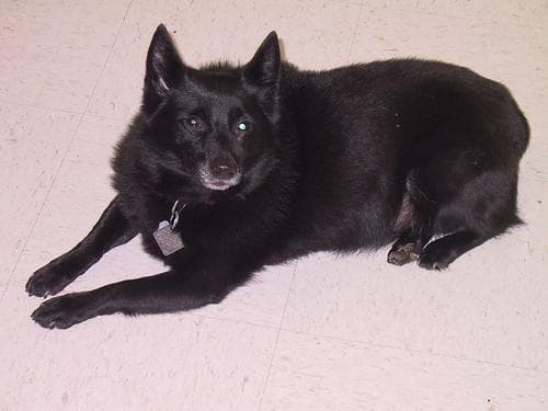 Schipperke