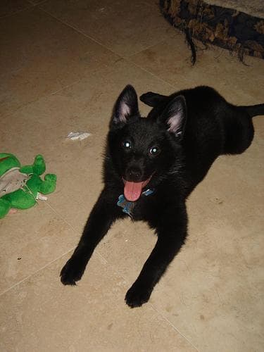 Schipperke