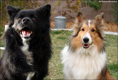 Schipperke