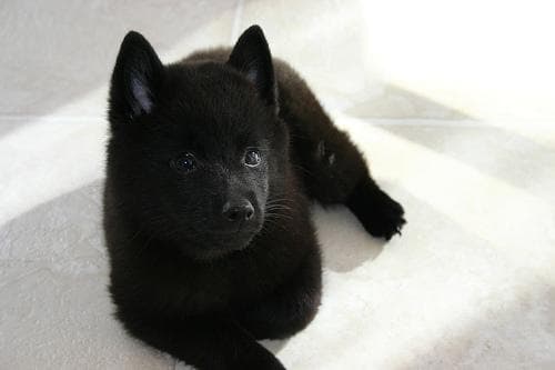 Schipperke