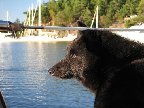 Schipperke