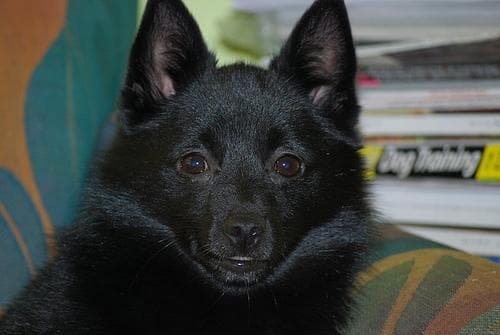 Schipperke