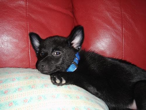 Schipperke
