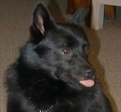 Schipperke