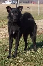 Schipperke